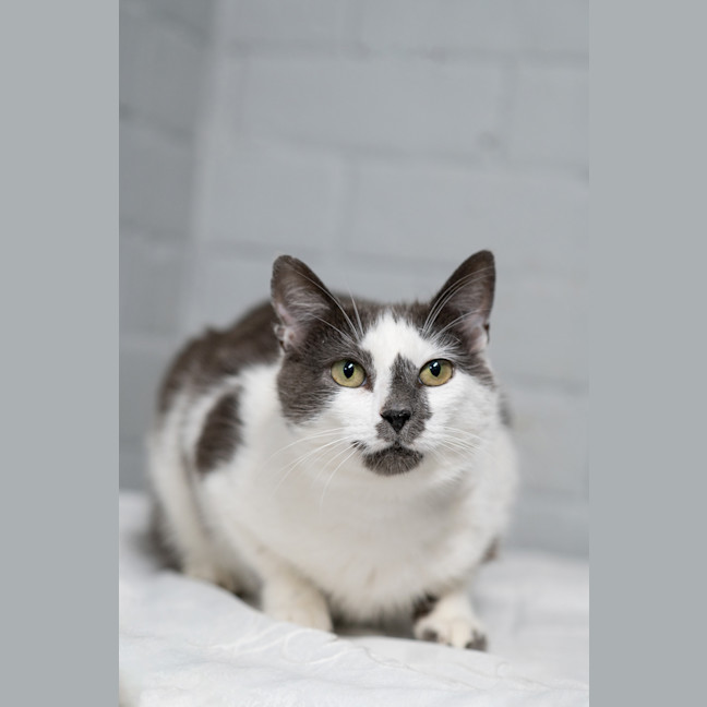 Photo of Primrose