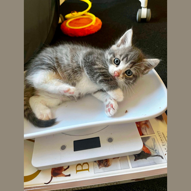 Photo of Spyro & Smokey