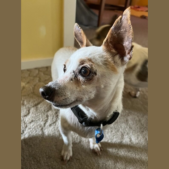 Photo of Honey