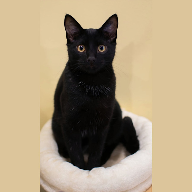Photo of Fang 