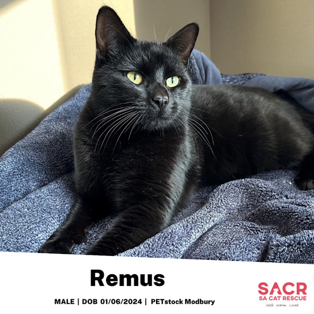 Photo of Remus
