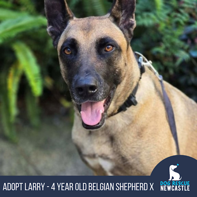 Photo of Larry   4 Year Old Belgian Shepherd X
