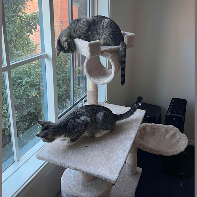 Photo of Narnia & Tumnus 