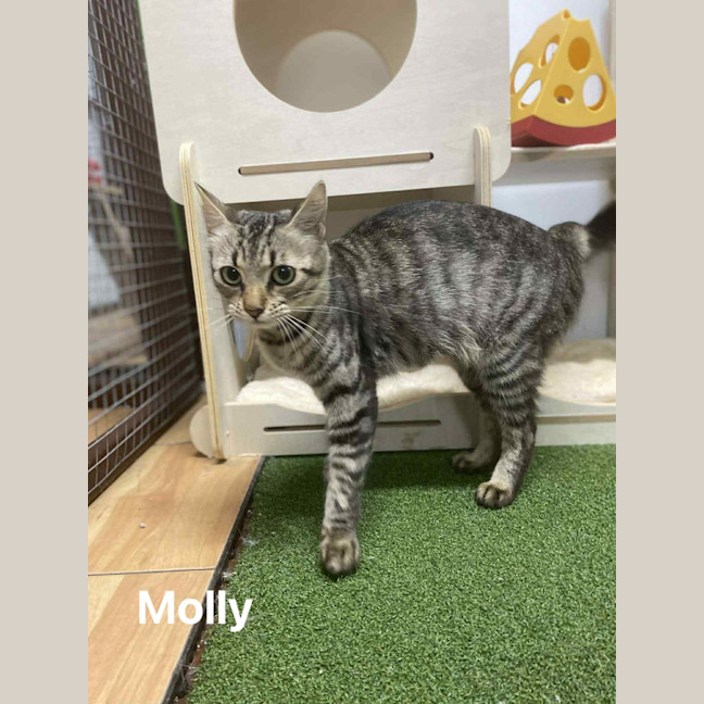 Photo of Molly