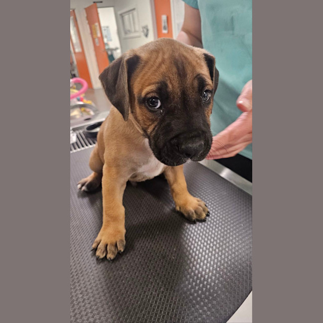 Photo of Titan (Was Tank)