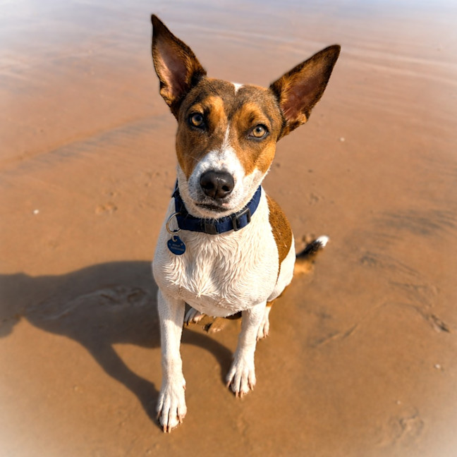 Photo of Indi