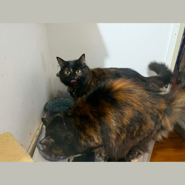 Photo of Hazel & Sage