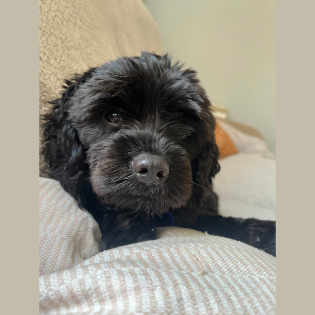 Photo of Chase   10 Month Old Cavoodle