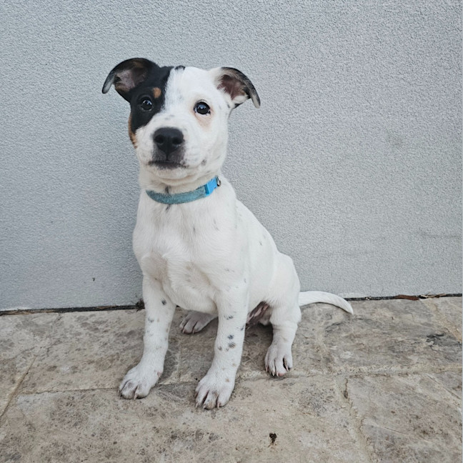 Photo of Ada