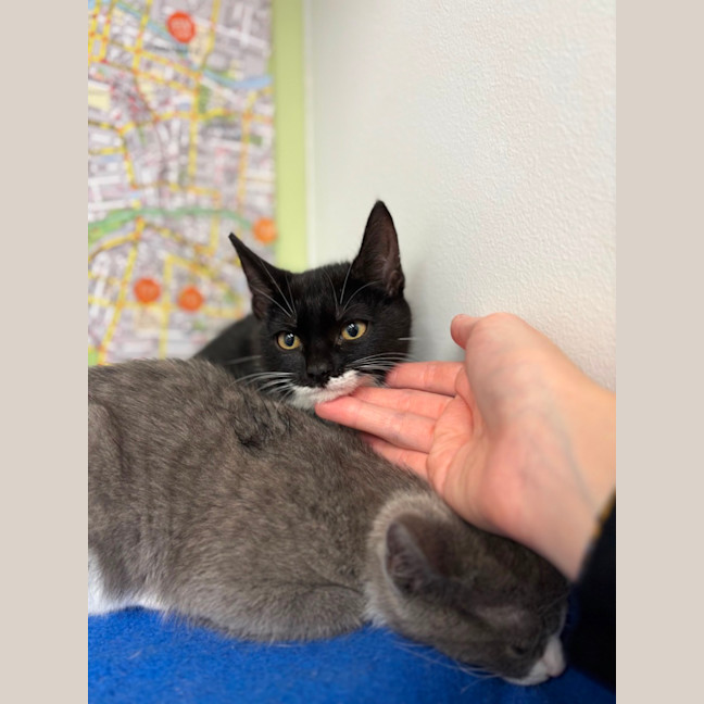 Photo of Pip