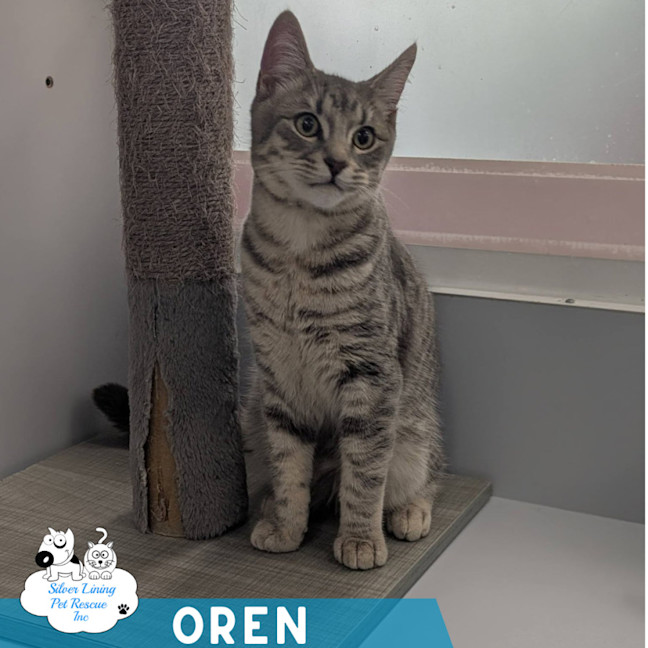 Photo of Oren