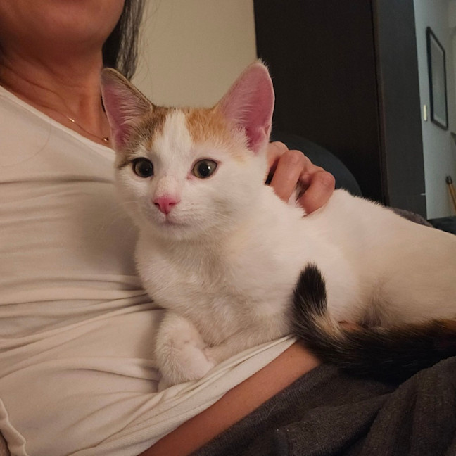 Photo of Peanuts