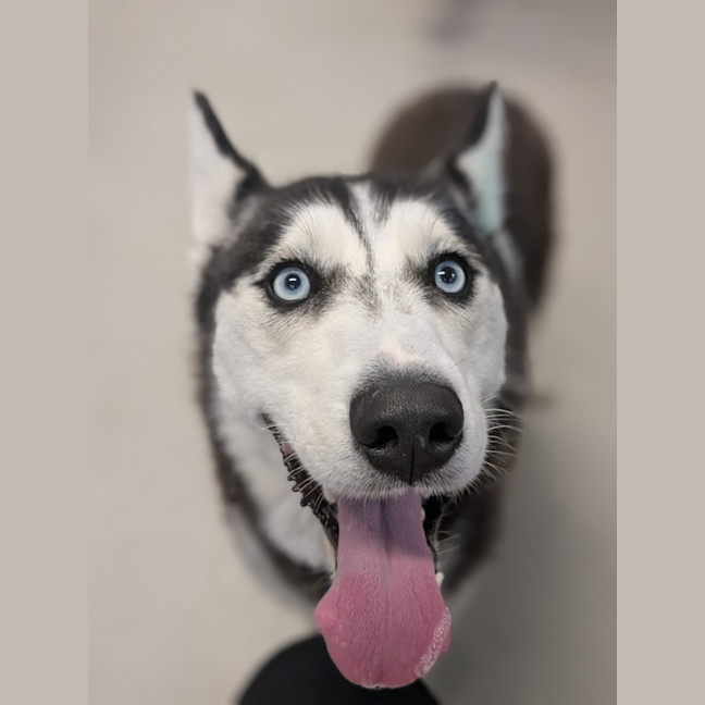 Photo of 🎠 Medusa 6366 🎠 (Happily Adopted 🥰)
