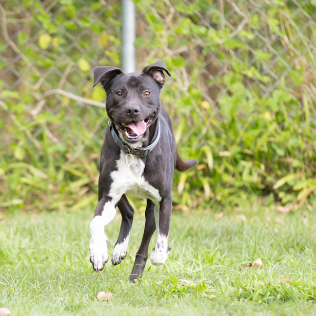 Photo of Buddy (Buzz)