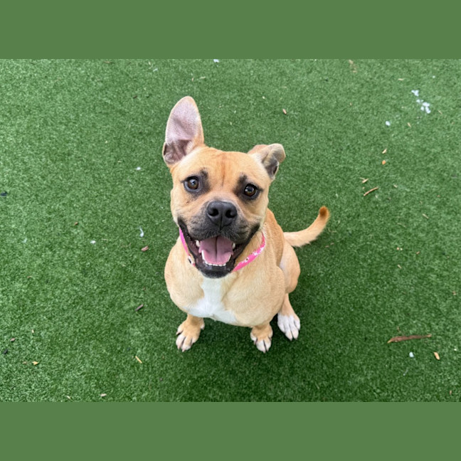 Photo of Lola Imp 1582