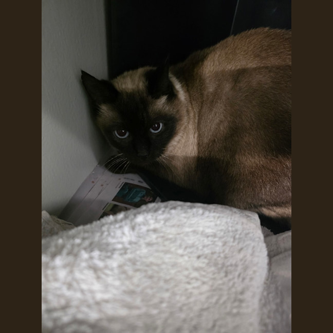 Photo of Zelda