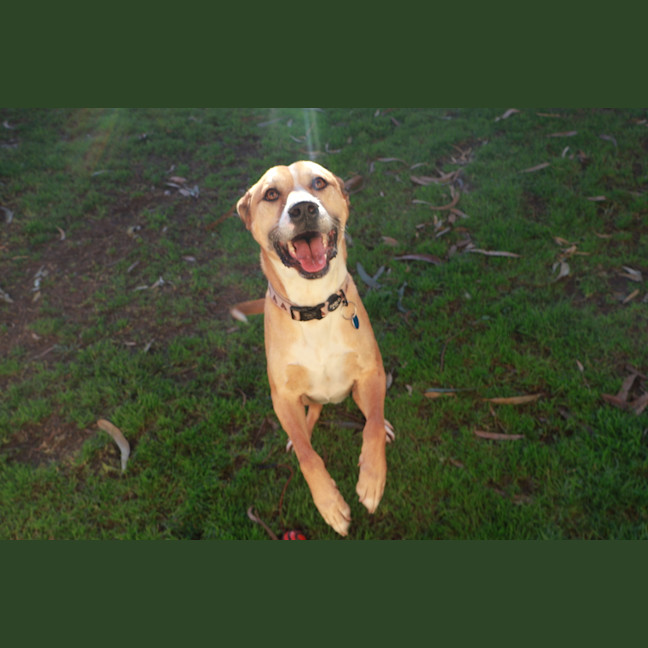 Photo of Toby