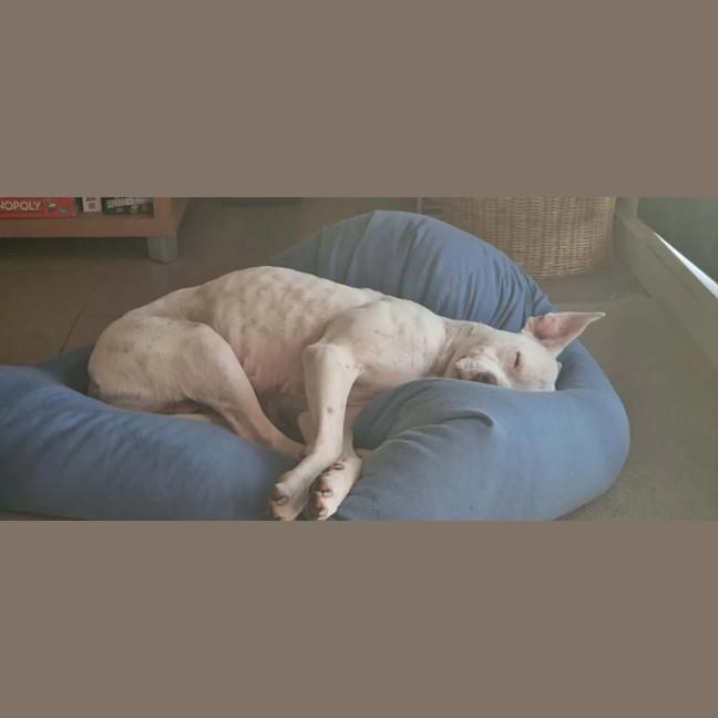 Photo of Misty