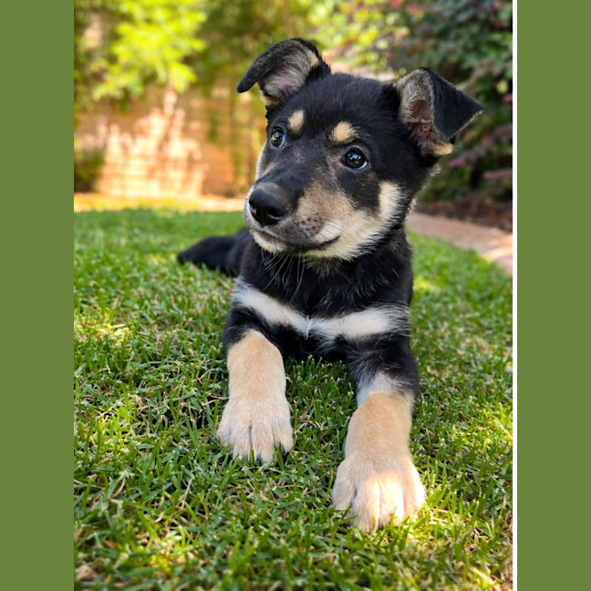 Photo of Dragonfruit 