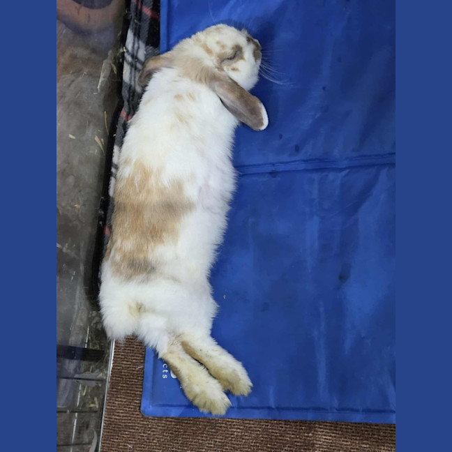 Photo of Flossy