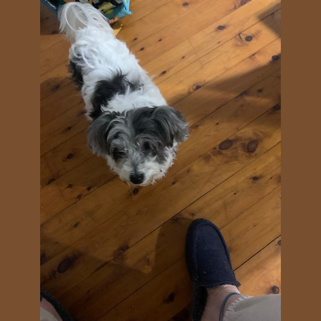Photo of Billie   10yo, Maltese, Female (Trial)