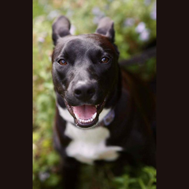 Photo of Krumb *$350 Adoption Fee*