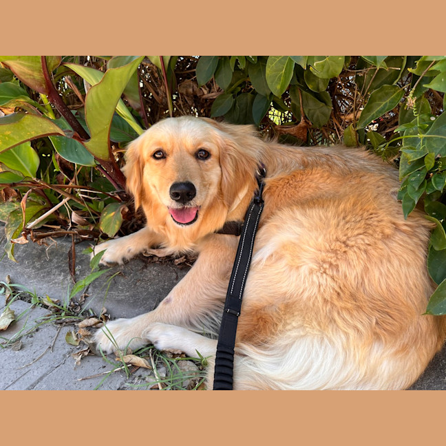 Photo of Daisy