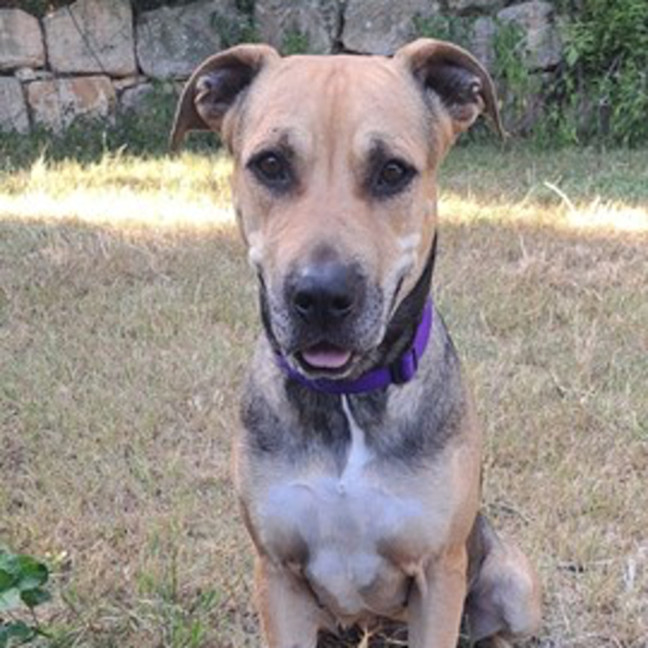 Photo of Mali *$250 Adoption Fee*