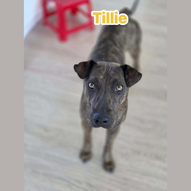 Photo of Tillie