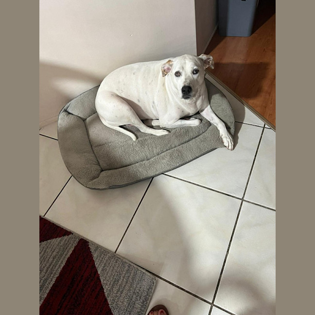 Photo of Raspberry Shortcake