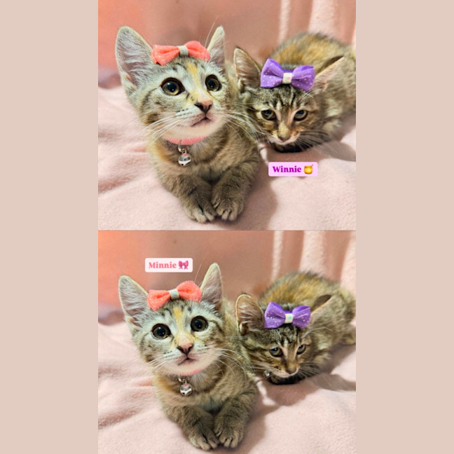 Photo of Minnie 🎀 & Winnie 🍯