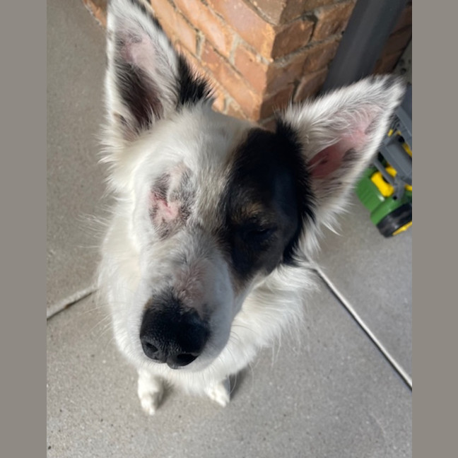 Photo of Phantom *$350 Adoption Fee* 