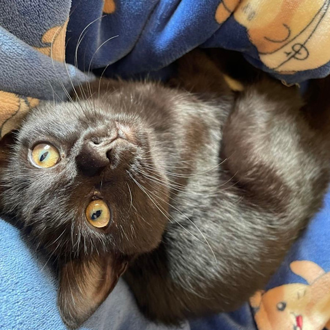 Photo of Inky   Located In Preston