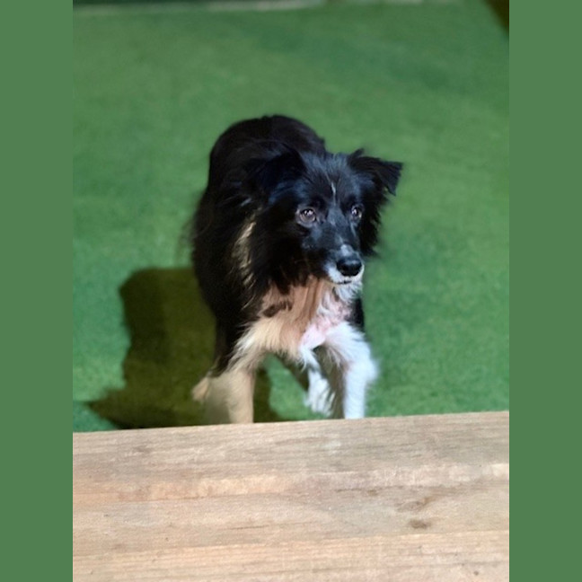 Photo of Harvey   7 Year Old Border Collie X Sheltie