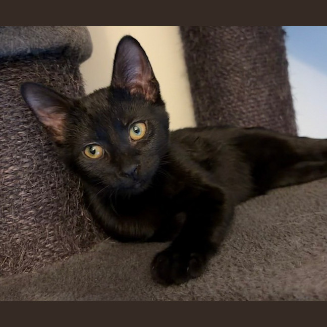 Photo of Cupcake
