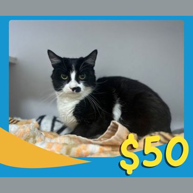 Photo of Catnip Burglar