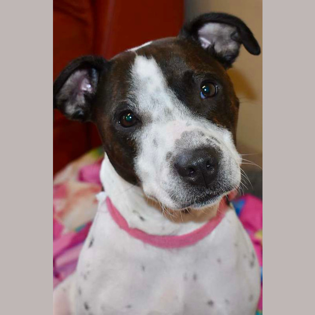 Photo of Gypsy