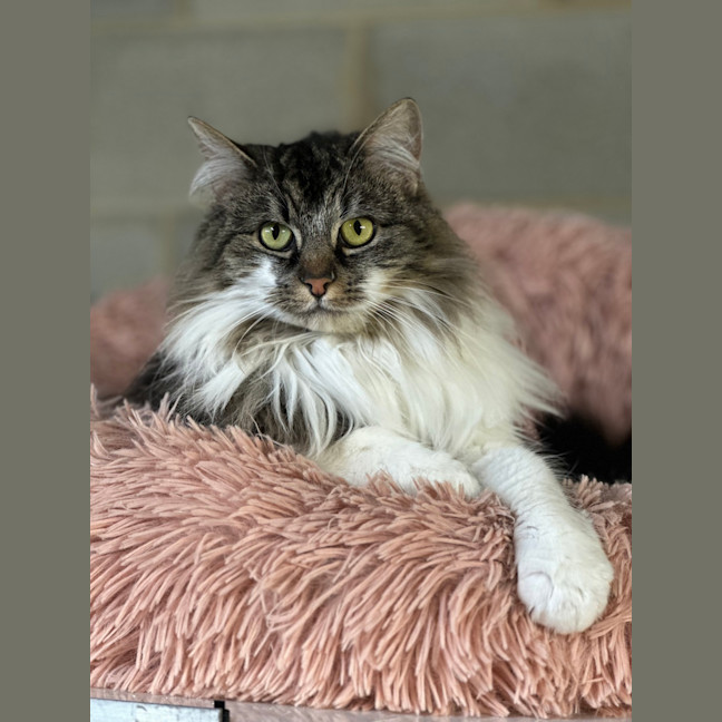 Photo of Velvet