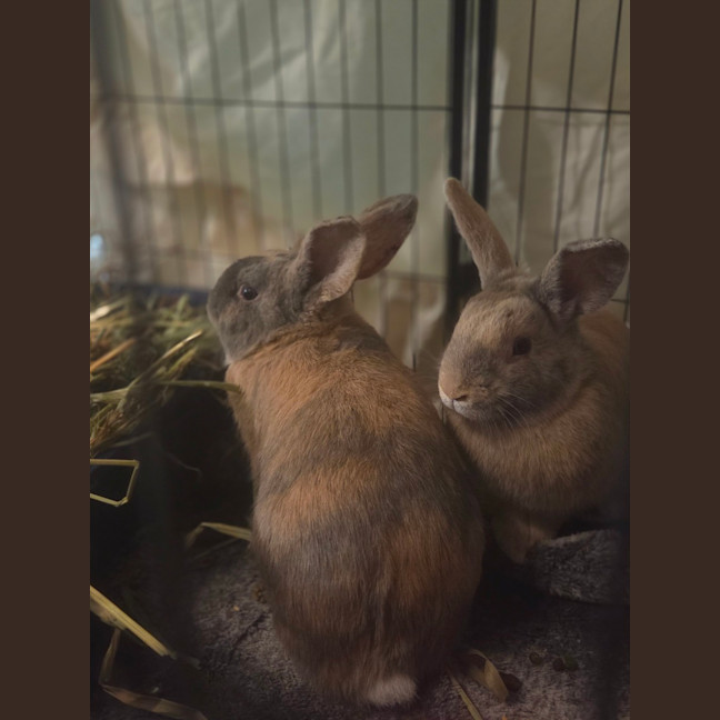 Photo of Piepie & Thunder 