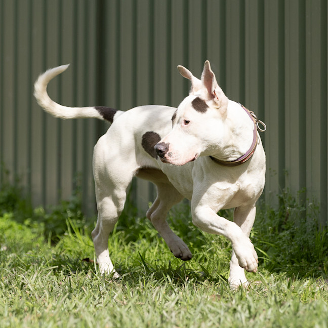 Photo of Jetta