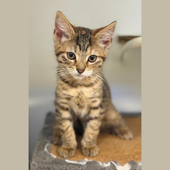 Photo of Honey 