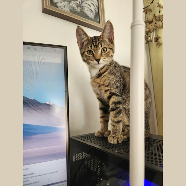 Photo of Tiger