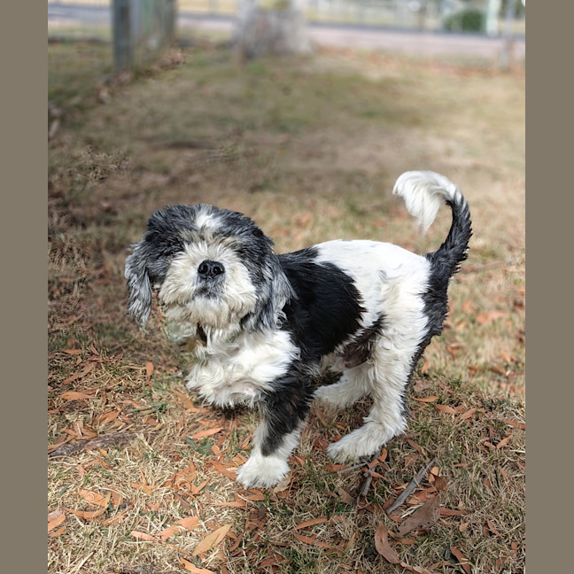 Photo of Chester (Chevy)