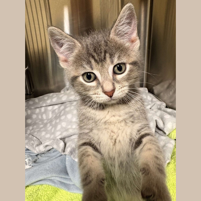 Photo of Smokey 