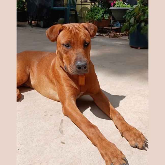 Photo of Roadie & Rusty