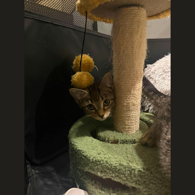 Photo of Suki