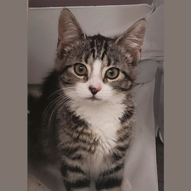 Photo of Layla   Located In Templestowe