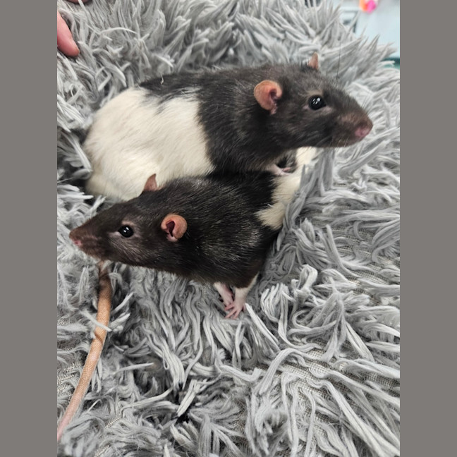 Photo of Pickle 