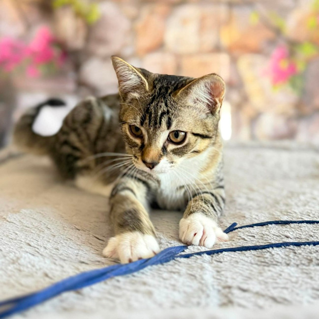 Photo of Marlon  In Foster Care In Greensborogh