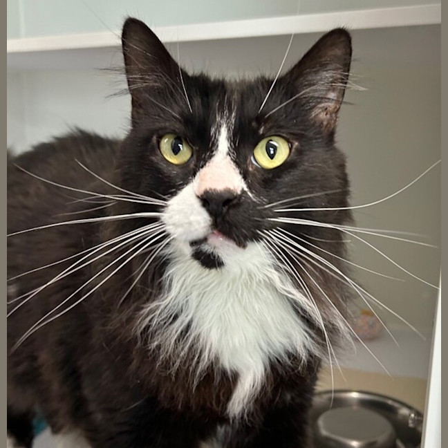 Photo of Mac (Bonded To Phoebe)